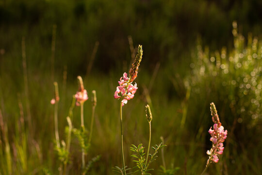Fleurs roses sauvages dans une prairie en pleine nature avec reflets du soleil rasant en premier plan dans une ambiance v&eacute;g&eacute;tale de pr&eacute; vert en arri&egrave;re plan