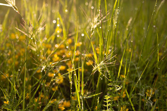 Herbes des champs avec gouttes d'eau sur les feuilles vertes en premier plan, reflets du soleil rasant dans une ambiance v&eacute;g&eacute;tale verte lumineuse en arri&egrave;re plan