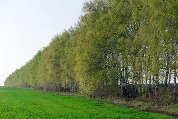A row of trees with green leaves