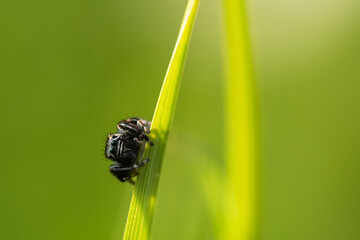 Pająk skakun na trawie na letniej łące. 