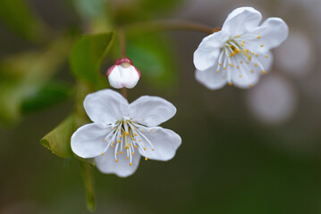 apple tree blossoming, young white flowers, spring beginning