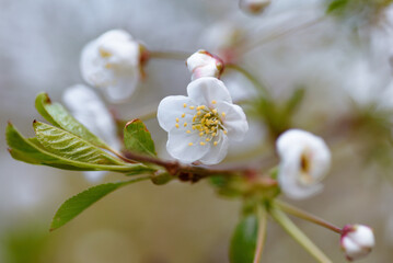 apple tree blossoming, young white flowers, spring beginning