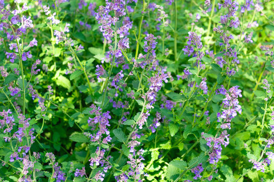 Abundant lavender catmint in bloom: lush greenery and purple flowers. Nepeta racemosa, the dwarf catnip