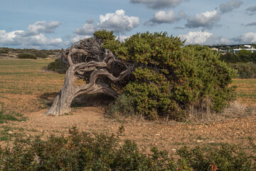 Windswept tree in the meadow, grows at obvious angles in a public park in PAphos, Cyprus, near Mediterranean sea. A strong wind blows the trees and tilts them