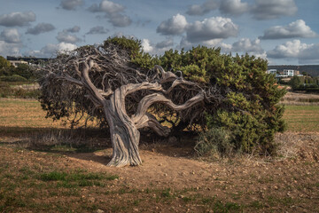 Fototapeta premium Windswept tree in the meadow, grows at obvious angles in a public park in PAphos, Cyprus, near Mediterranean sea. A strong wind blows the trees and tilts them