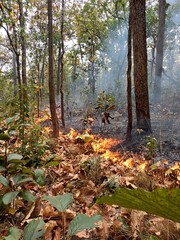Wildfire image in mixed deciduous forest