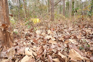 Fall leaves background