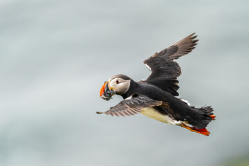 Portraits of curious Atlantic puffins.