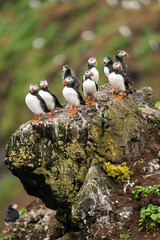 Portraits of curious Atlantic puffins.