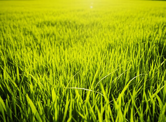 Obraz premium Close-Up of Vibrant Grass Blades