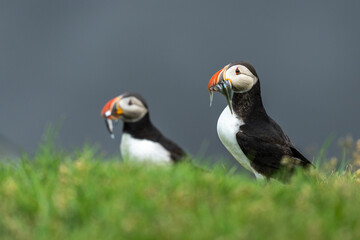 Obraz premium Portraits of curious Atlantic puffins.