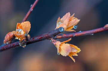 Delicate new leaves emerge, adorned with tiny water droplets, heralding the arrival of spring.