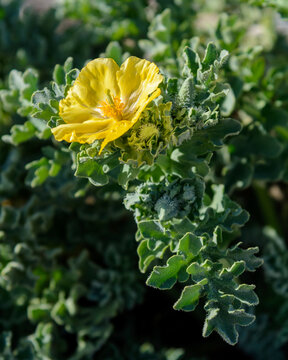 PLANTA Y FLOR DE ADORMIDERA MARINA o GLAUCIO (Glaucium Flavum)