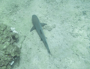 White tip Reef Shark on the sand off the Muiron Islands, Exmouth, Western Australia