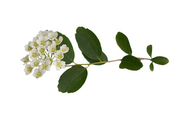 spiraea chamaedryfolia flowers and leaves isolated on white background