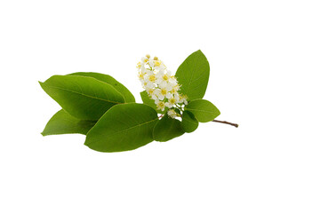 A branch with flowers of Prunus virginiana isolated on white