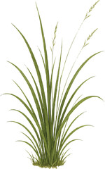 Grass and Small Flower Illustration