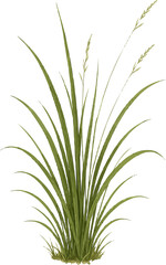 Naklejka premium Grass and Small Flower Illustration