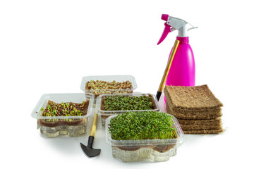  Sprouted seeds of different microgreens, sprayer and garden tools isolated on white background.