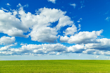 Obraz premium Green sprouts of wheat on the field and blue sky with white fluffy clouds. Growing cereals, agribusiness.