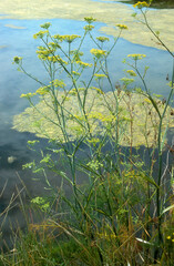 Foeniculum vulgare, Fenouil sauvage,  Marais salants, Guerande, 44, Loire Atlantique, France