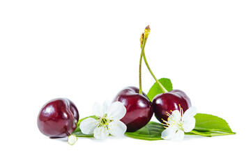 Ripe juicy cherry with flowers and leaves isolated on white background.