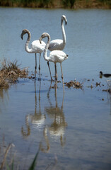 Flamant rose,.Phoenicopterus roseus, Greater Flamingo