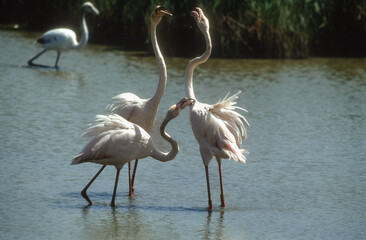 Flamant rose,.Phoenicopterus roseus, Greater Flamingo