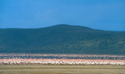 Flamant nain, phoenicopterus minor, Lesser Flamingo, Parc national de Nakuru, Kenya