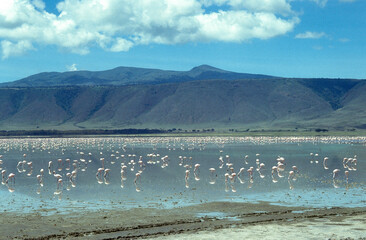 Flamant nain,. Phoeniconaias minor, Lesser Flamingo, Safari photo, Parc national du N.Gorongoro Crater, Tanzanie