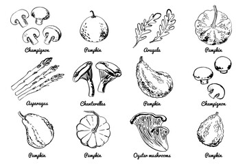 Vegetables fruits food icons set. 
 Sketch of food vegetables by line and watercolor. Mushrooms, champignons, pumpkin, asparagus