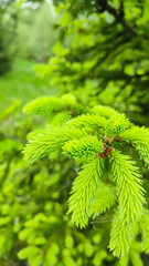 New green shoots on the spruce tree. Young, juicy, green shoots on a coniferous tree close-up. Spruce branches as a green background.