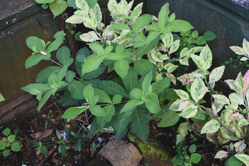 A small field of grass growing green in the cold of the mountains. A lush little green garden, widely grown with local Ayurvedic medicinal plants. A small field of green looking beautiful plants