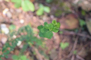 A small field of grass growing green in the cold of the mountains. A lush little green garden, widely grown with local Ayurvedic medicinal plants. A small field of green looking beautiful plants