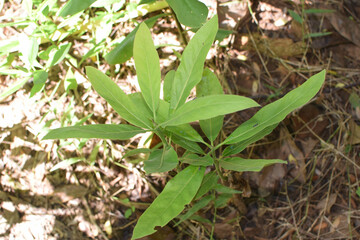 A small field of grass growing green in the cold of the mountains. A lush little green garden, widely grown with local Ayurvedic medicinal plants. A small field of green looking beautiful plants