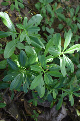 A small field of grass growing green in the cold of the mountains. A lush little green garden, widely grown with local Ayurvedic medicinal plants. A small field of green looking beautiful plants