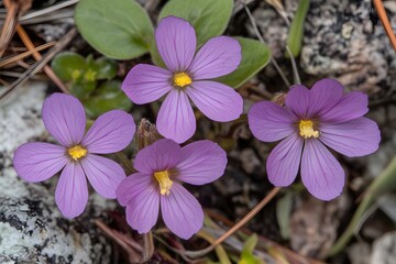 Closeup of Four Delicate Purple Wildflowers