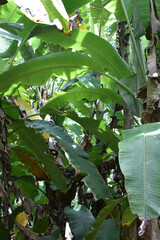 Lost in the Heart of a Banana Grove: A Journey Through Lush Green Leaves and Tropical Abundance. Surrounded by Towering Banana Plants: A Serene Escape to the Heart of a Banana Grove. 