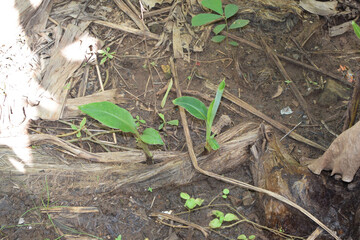 A small field of grass growing green in the cold of the mountains. A lush little green garden,...