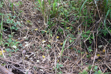 A small field of grass growing green in the cold of the mountains. A lush little green garden, widely grown with local Ayurvedic medicinal plants. A small field of green looking beautiful plants