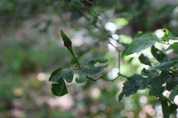 Majestic Landscapes of Sri Lanka. Breathtaking Beauty Capturing the Serene Essence of Nature in Stunning Landscapes. A Journey Through Picturesque Nature Landscapes. The beauty of Nature’s Landscape