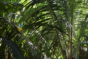 Majestic Landscapes of Sri Lanka. Breathtaking Beauty Capturing the Serene Essence of Nature in Stunning Landscapes. A Journey Through Picturesque Nature Landscapes. The beauty of Nature&rsquo;s Landscape