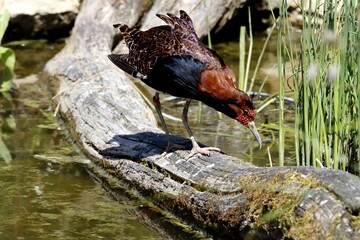 oiseau