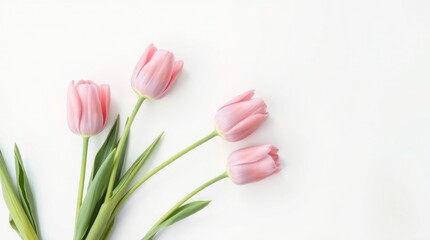 Elegant Pink Tulip with Soft Nude Background