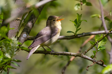 Icterine Warbler