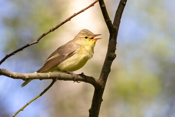 Obraz premium Icterine Warbler