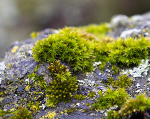 Close-up view of green moss growing on a tree trunk in a forest environment. The textured surface...