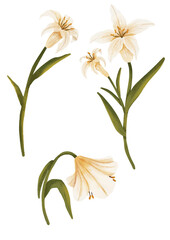 Elegant white lily flowers with green leaves, perfect for decoration, isolated on transparent background