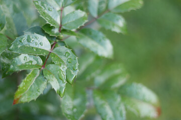 Close-up of vibrant rose leaf with rainwater. Natural botanical texture in  green hues.