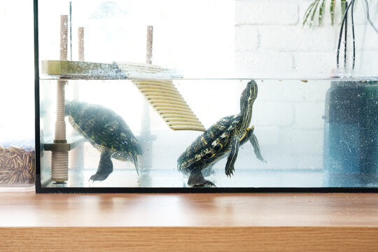 Two turtles swimming in a glass tank with a wooden ramp and a calm aquatic environment